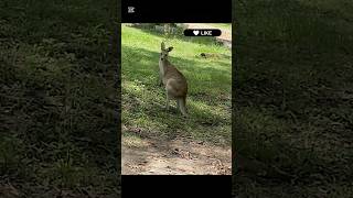 🦘#kangaroo #shorts #australiashorts #australialife #kangarooaustralia #animallovervideos #wildlife