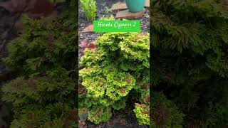 24 - 193 — Hinoki Cypress 2