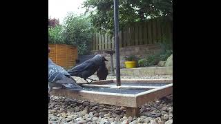 Jackdaws and pigeons feeding on the seed catcher tray #birds #wildlifevideo