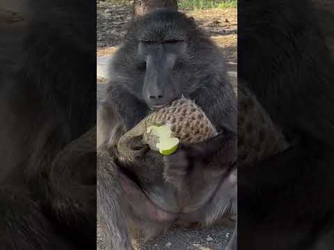 This Baboon wanted a mid-snack Meerkat cuddle! 🥰