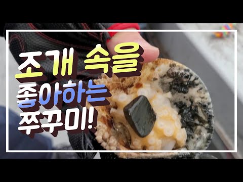 조개 속을 좋아하는 쭈꾸미!