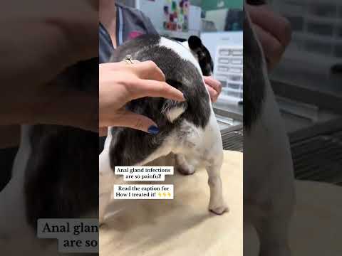 Anal go and disorders are common in our domestic pets. COMMENT IF YOUR PETS HAVE ANAL GO AND ISSUES