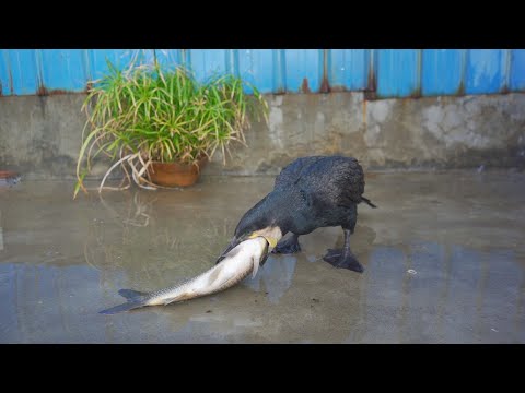 Smart cormorants eat the head of the fish first