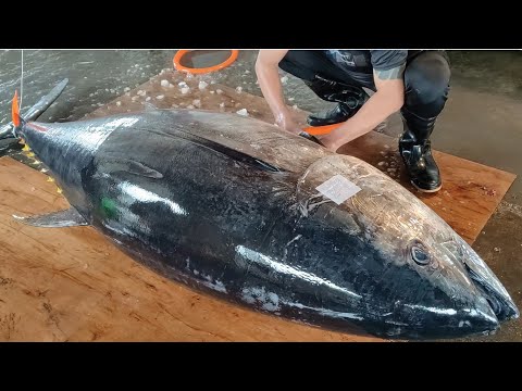 Amazing Giant bluefin tuna cutting Master , Sashimi/600磅!巨大黑鮪魚切割達人,生魚片背鮨料理-Taiwan Street Food