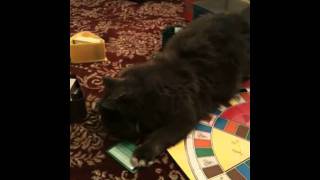 Gomez plays Trivial Pursuit (Part 1)