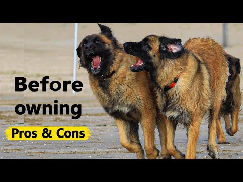 Leonberger: The Pros & Cons of Owning One