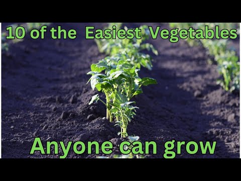 10 of the easiest vegetables anyone can grow!!