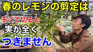 【要注意】レモンの実を確実に増やすための剪定方法教えます　　　【カーメン君】【園芸】【ガーデニング】【初心者】