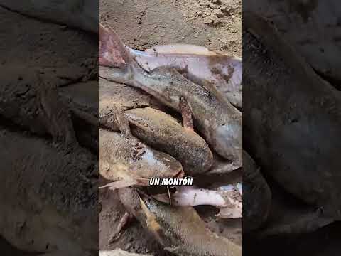 Tormenta y la pesca de un seguidor