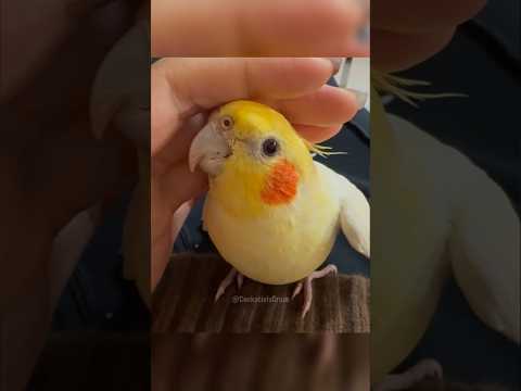 Jerry the Cockatiel: the feathered superstar of singing, dancing, and peekaboo! #cockatielscraze