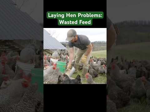 Wasted Feed: Joel Salatin on the problems with raising laying hens #farming #poultry #chicken #egg