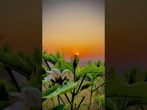 4k nature video #nature #villagelife #sunset 🌅