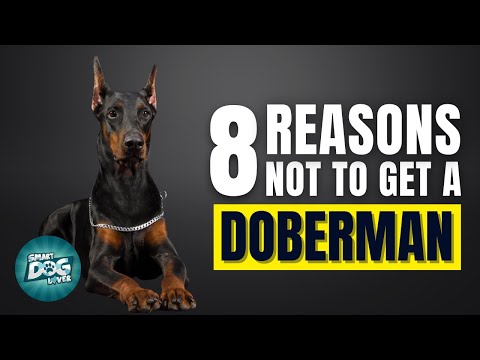 8 Reasons Why You SHOULD NOT Get a Doberman Pinscher