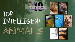 Can you outsmart these 10 most intelligent creatures on earth?