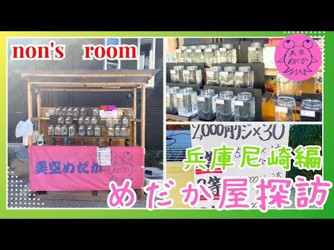 【メダカ】めだか屋探訪！美空めだかさんでイベントしてた♪