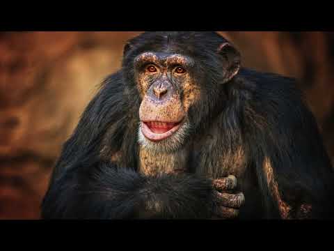 20 Fascinating Facts About Baby Chimpanzees That you won't believe!! #facts #animals #weirdanimals