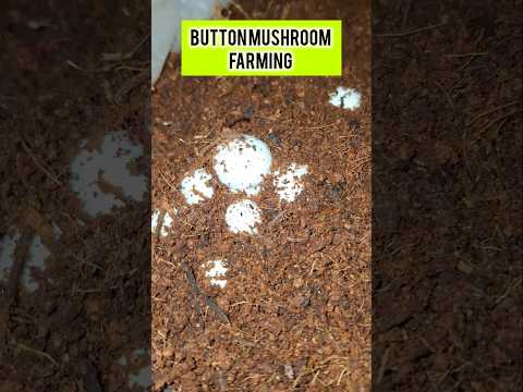 Button mushroom farming in India Mushroom farming #shorts