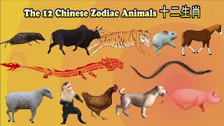 12 Chinese Zodiac Animals十二生肖