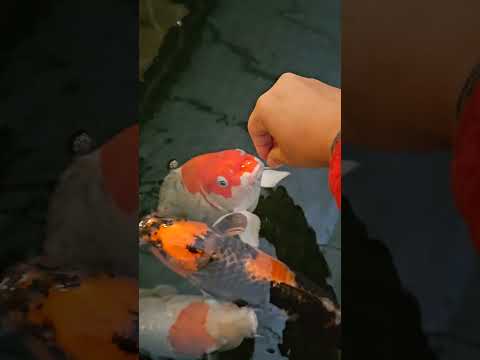 #gaintfish #ornamentalfish #aquriamfish #fishtank #zohawahia #viral #fishvideo #koifish #koicarpfish