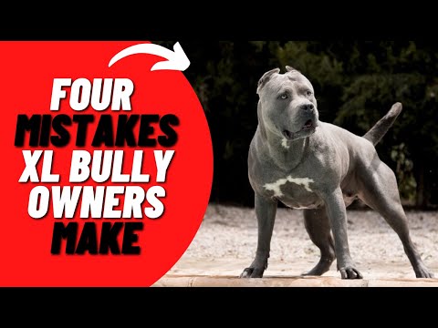 4 Common Mistakes XL American Bully Owners Make