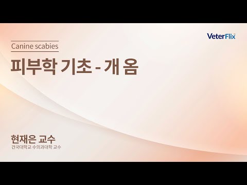 [베터플릭스][피부학 기초] 개 옴 (Canine scabies)