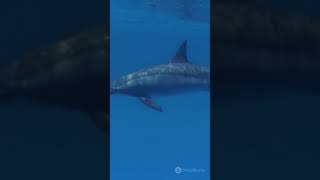 🐬🌊#DolphinConservation #ProtectMarineLife #OceanAwareness #ShortVideo #Viral #Trending