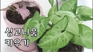 식물 초보도 키우기 쉬운 싱고니움 소개! 🌿(feat. 무늬 싱고니움, 핑크 싱고니움, 초코 싱고니움, 싱고니움 스노우 화이트)  - 도레미 플랜트