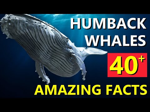 Humpback Whales Documentary: 40+ Amazing Facts