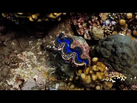 How giant clams are perfect at solar energy