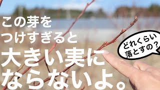 【栽培歴40年が実証した】大きなブルーベリーを育てるための、枝の先端の切り方 -初心者向け-