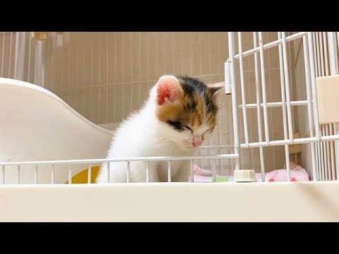 一匹だけケージから出ない保護子猫