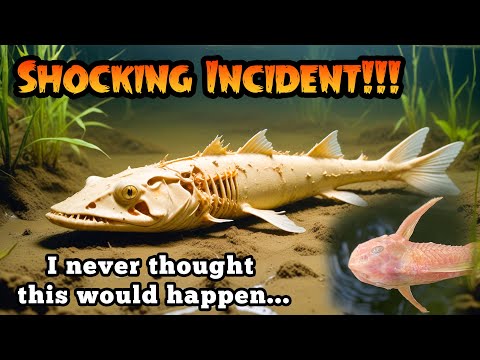 Shocking Incident!!!😱 | ESKI YT