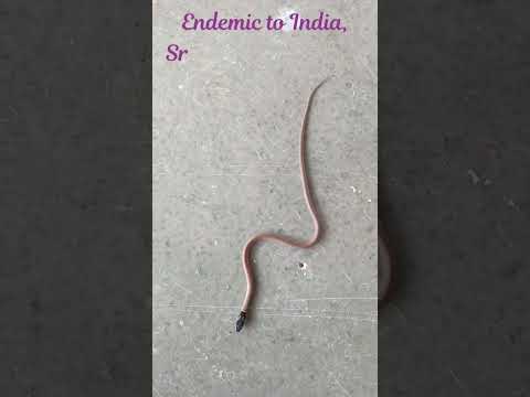 Black-headed snake 🐍 Duméril's black-headed snake Sibynophis subpunctatus काळतोंड्या साप