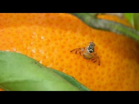 Integrated Control of the Fruit Fly