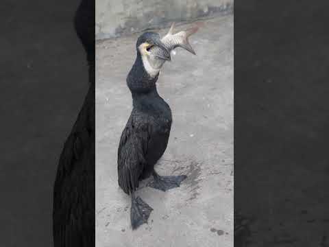 Cormorant eating big carp #birds #cormorant #animals