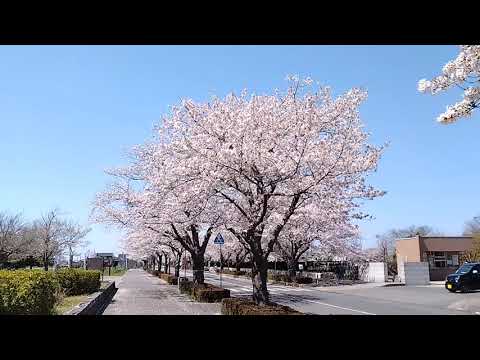 2024年4月10日　茨城県立医療大学前・阿見町総合福祉会館前の桜並木です。