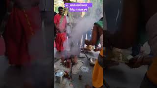 பொங்கலோ பொங்கல்| மகர சங்கராந்தி #pongal2025 #makarsankranti #celebration #trendingshorts