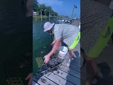 Fresh blue crabs 🦀 lunch #bluecrabs #crabs #ocean  crab traps