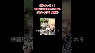 行かないで！！冬の山に置いて行かれた かわいそうな子猫②  #猫 #cat #保護猫活動 #地域猫 #保護猫 #子猫 #catrescue #rescuecat #子猫保護