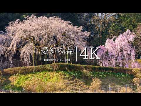 Spring Scenery in Okazaki: Visiting Shinfukuji and Okuyamada's Weeping Cherry Blossoms - JAPAN in 4K