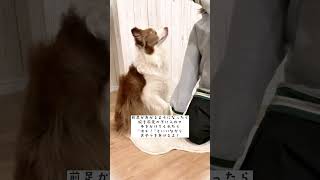 ハグの教え方♡犬がギューって抱き着く姿が可愛いすぎる！！【犬の芸】 #shorts