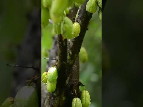 Rainy and Greeny!! #nature