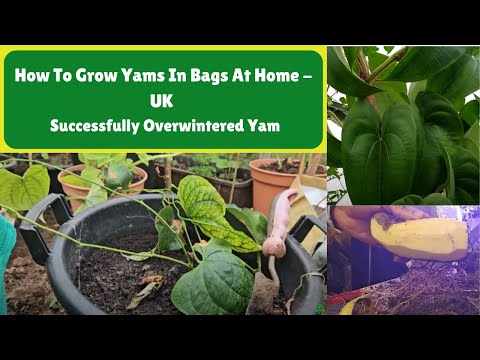 How To Grow Yams In Bags At Home - UK -- Successfully Overwintered Yam