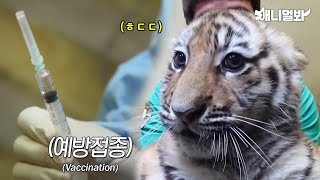 아기 호랑이 남매 태어나 첫 주사 맞고 보인 반응 와우 ㅋㅣBaby Tiger Get A Vaccine  Shot For The First Time In Their Life