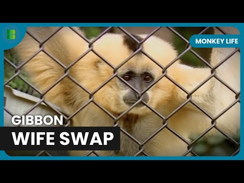 Training Young Chimps! - Monkey Life - Documentary