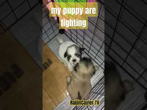 cute little puppy #viral #viralvideo #youtubeshorts #cutepuppy #dogs