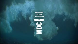 WDC, Whale and Dolphin Conservation