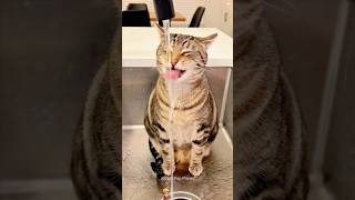 Cat like to play in the water #funny #cat #funnypets #petworld #instapets #petlife #petfoolery