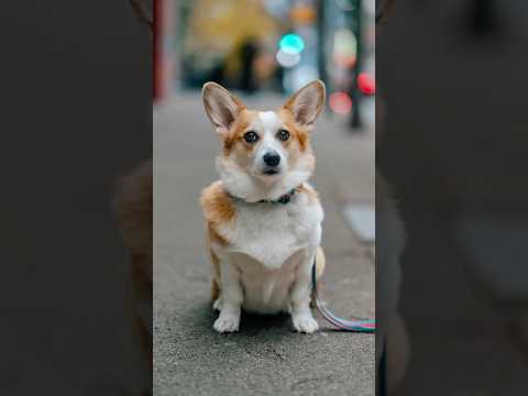 30 Second Corgi Portraits ⏱️ #dogphotography #streetportraits