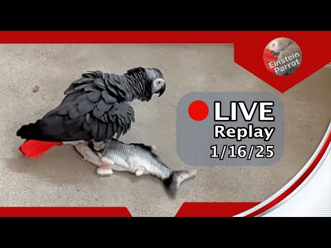 Einstein Parrot Live 1/30/25